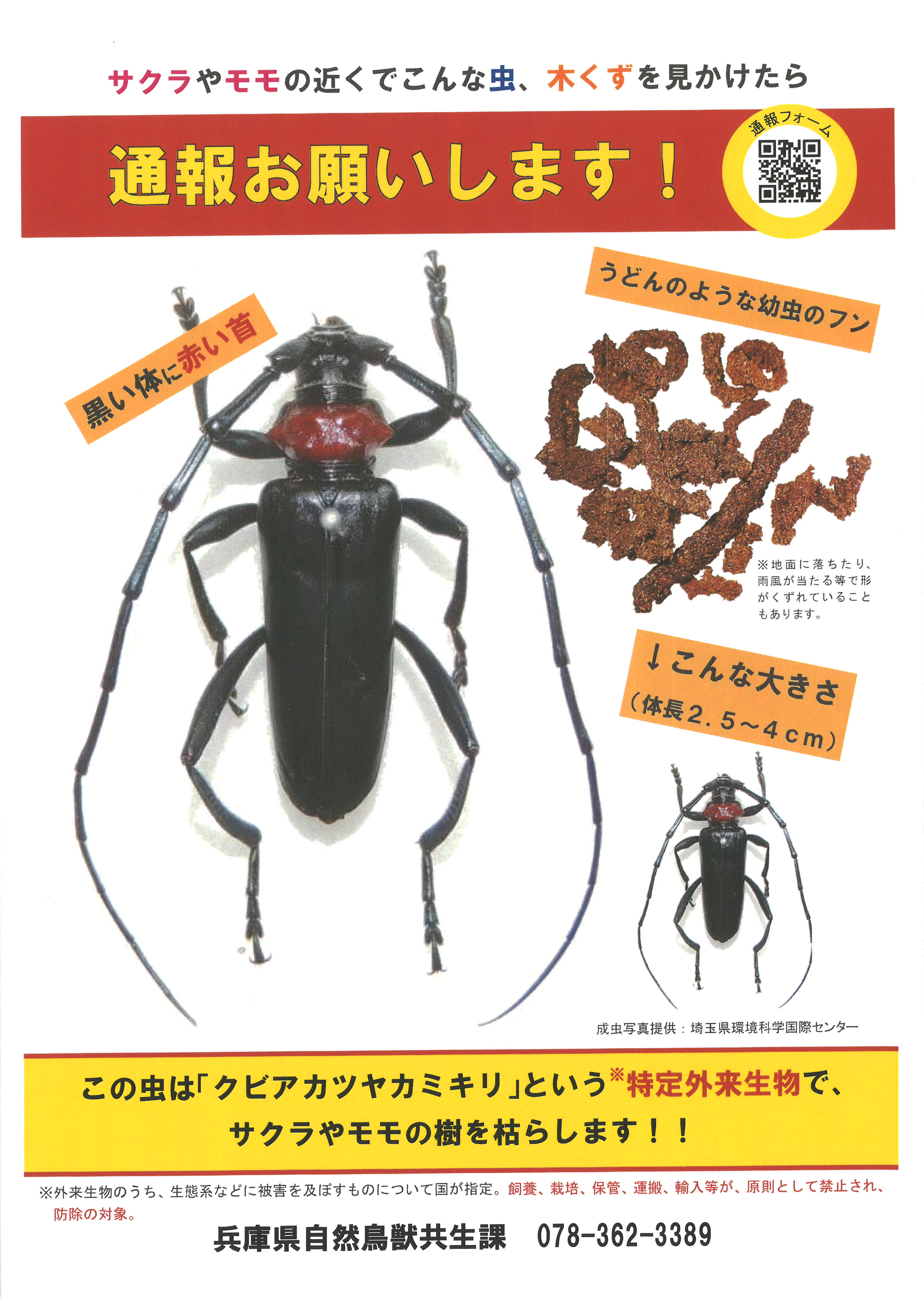 クビアカツヤカミキリムシにご注意！のアイキャッチ