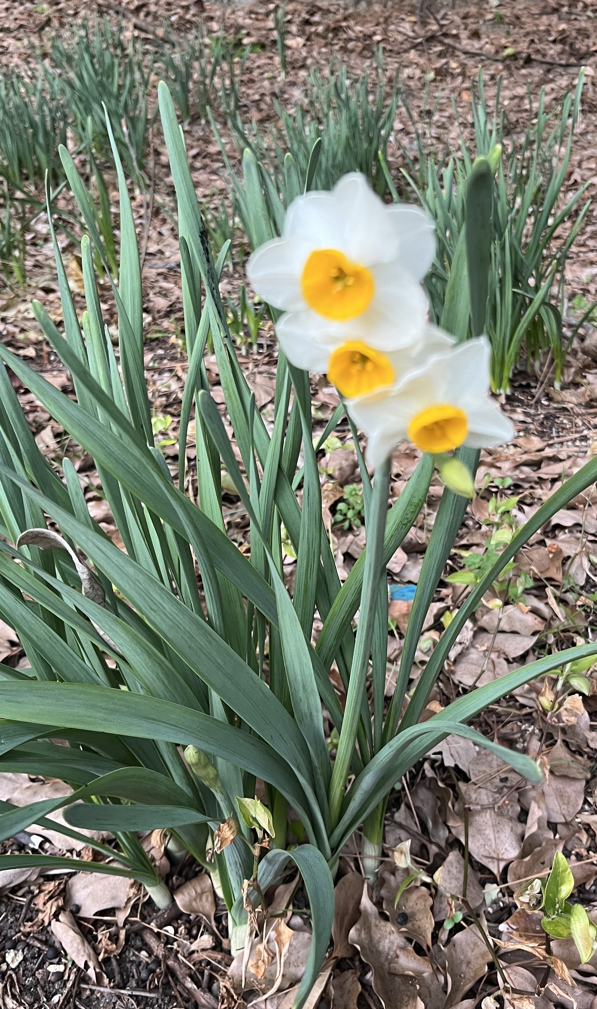 スイセンの開花のアイキャッチ